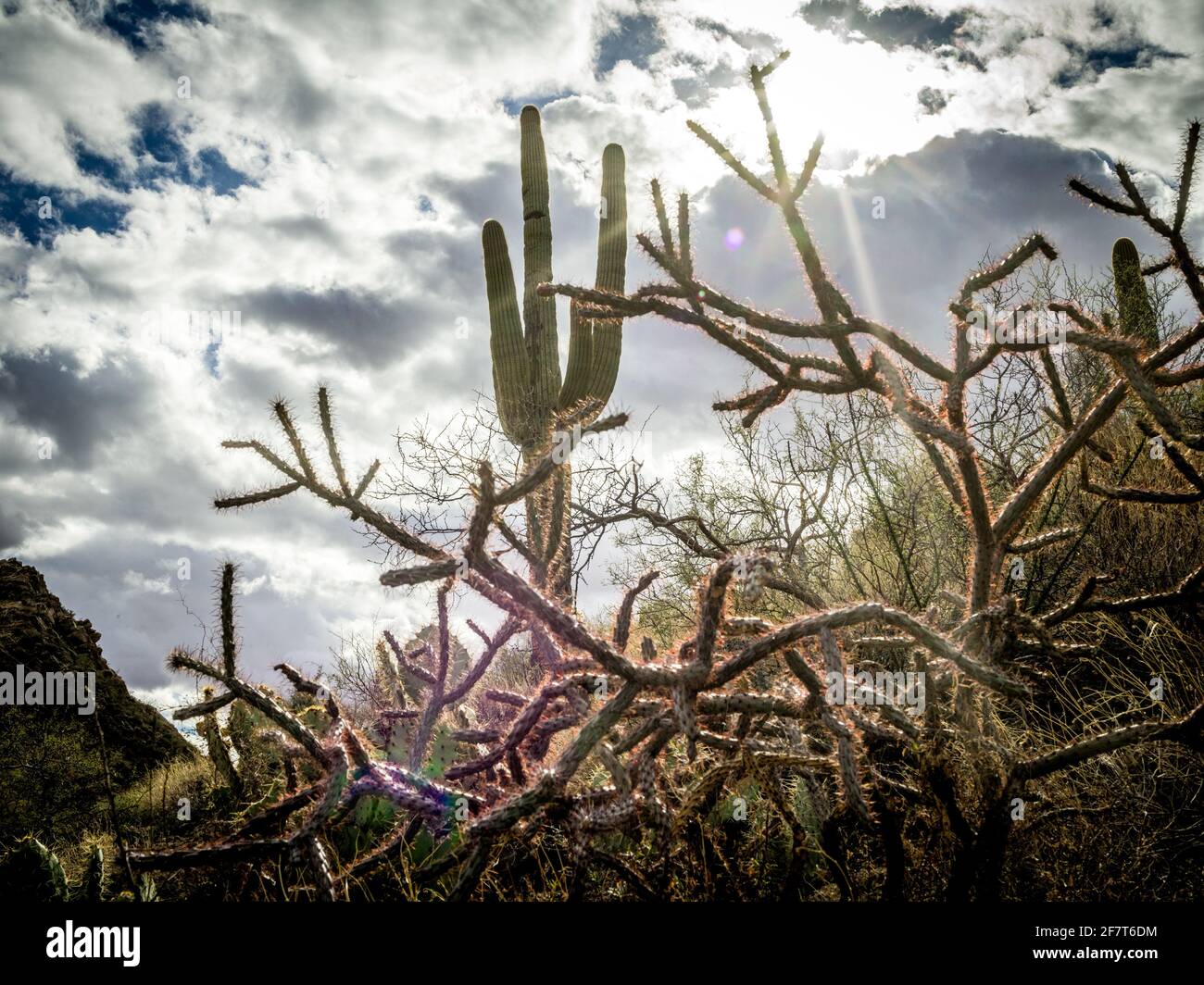 Saguaro National Park in the Sonoran desert of southern Arizona Stock ...