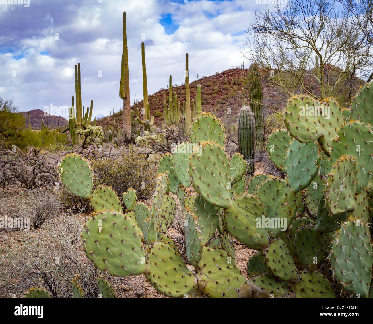 Saguaro National Park in the Sonoran desert of southern Arizona Stock ...