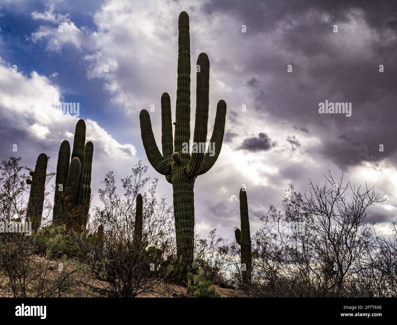 Saguaro National Park in the Sonoran desert of southern Arizona Stock ...