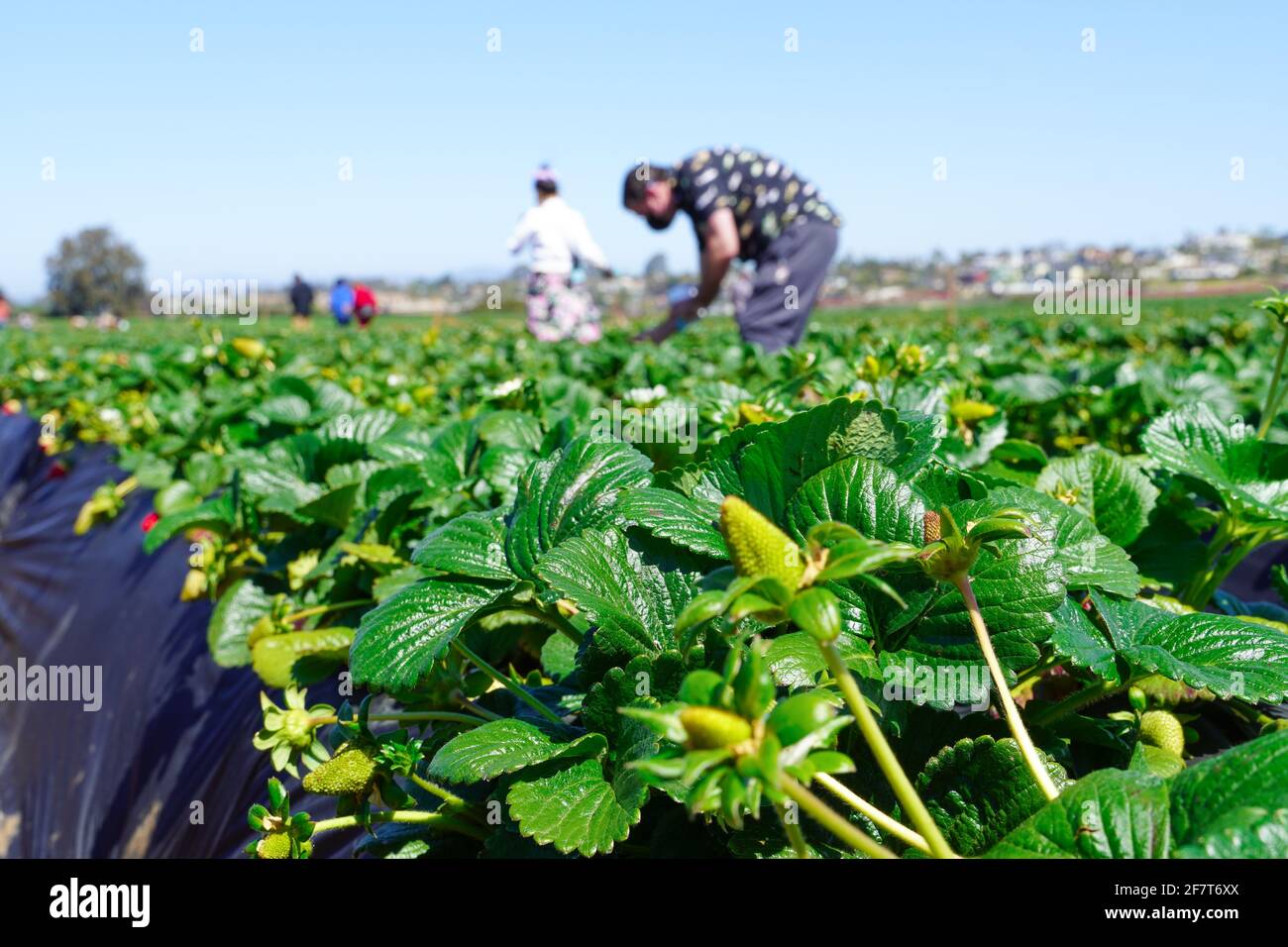Families having fun on strawberry farm for strawberry picking season