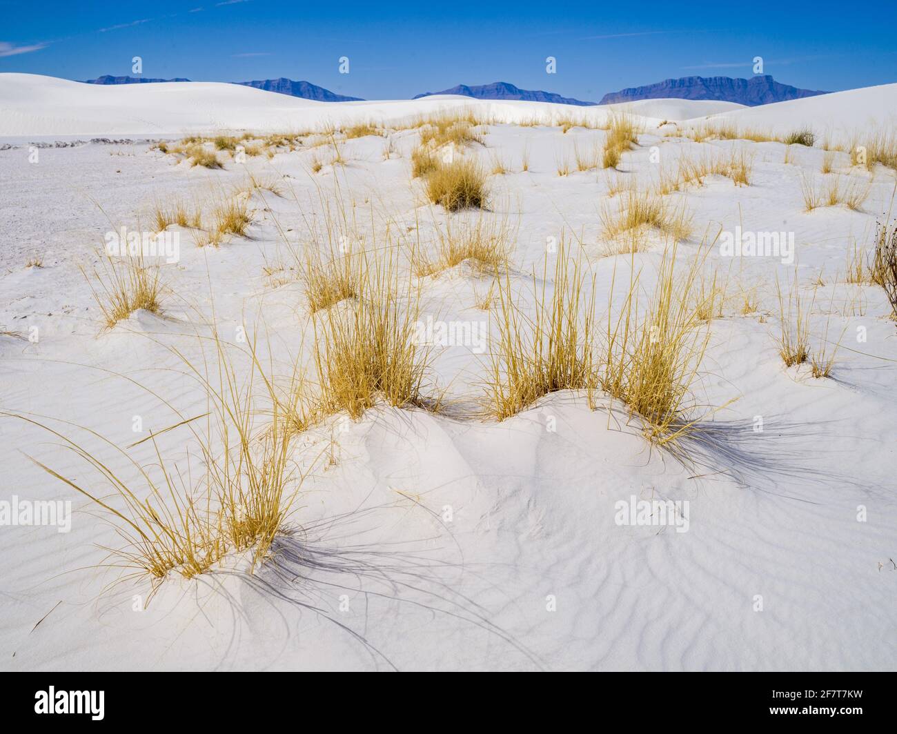 Desert Grasses Growing Out Of The White Sand Dunes At White Sands National Park New Mexico