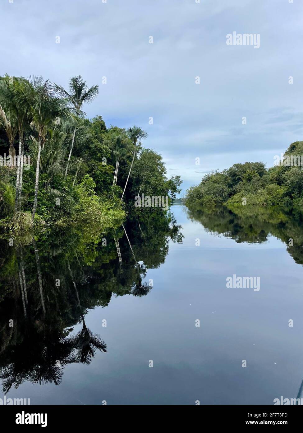 Vertical shot of a river reflecting the surrounding trees and cloudy ...