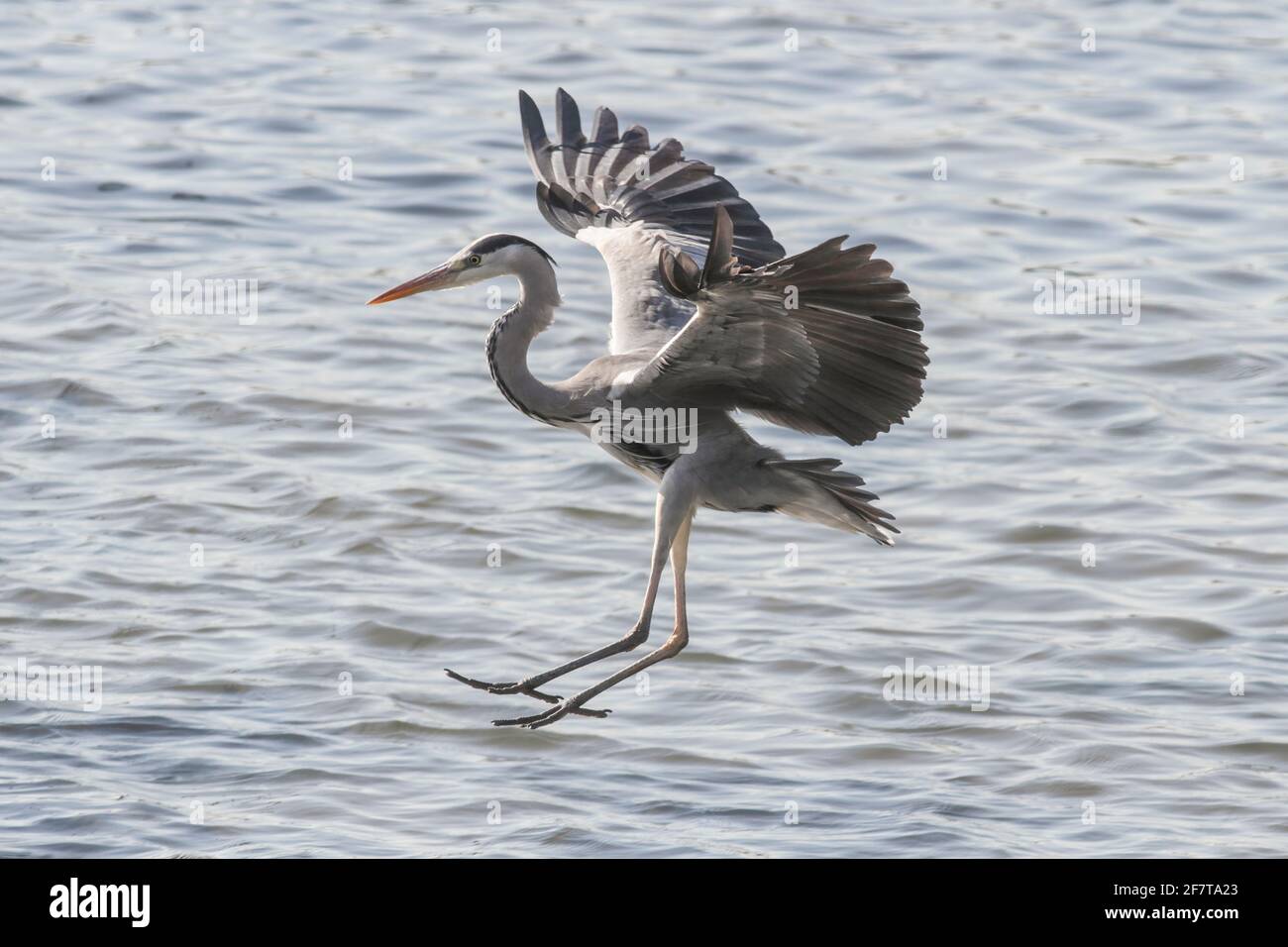 Grey heron landing on water hires stock photography and images Alamy