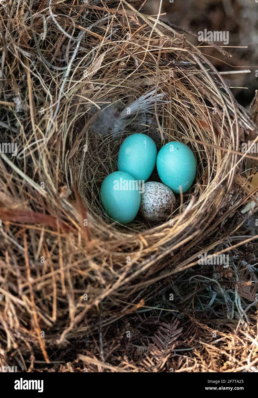 Three eastern bluebird eggs Sialia sialis in a nest with a speckled