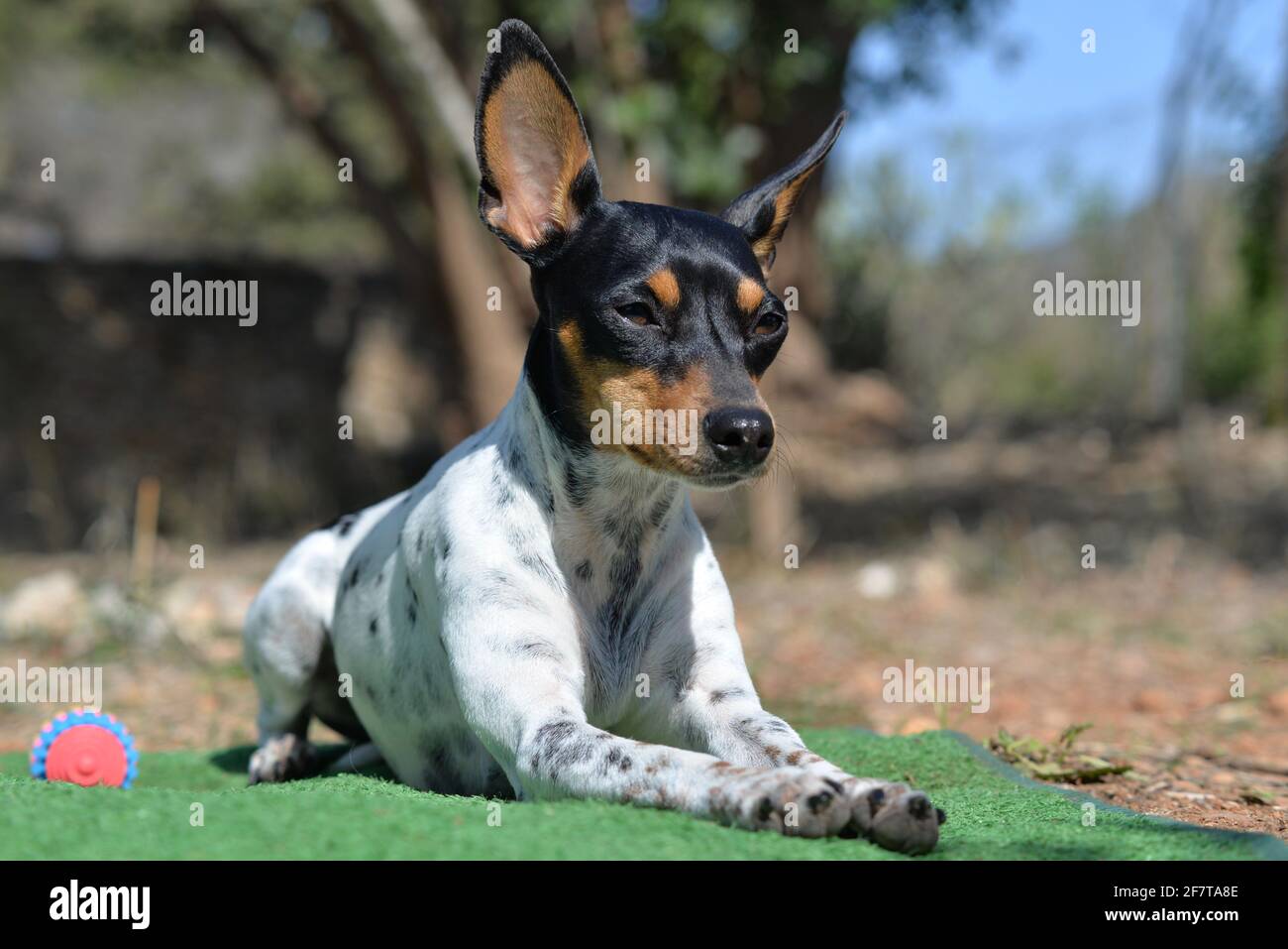 Kleiner Ratonero beim spielen im Garten Stock Photo