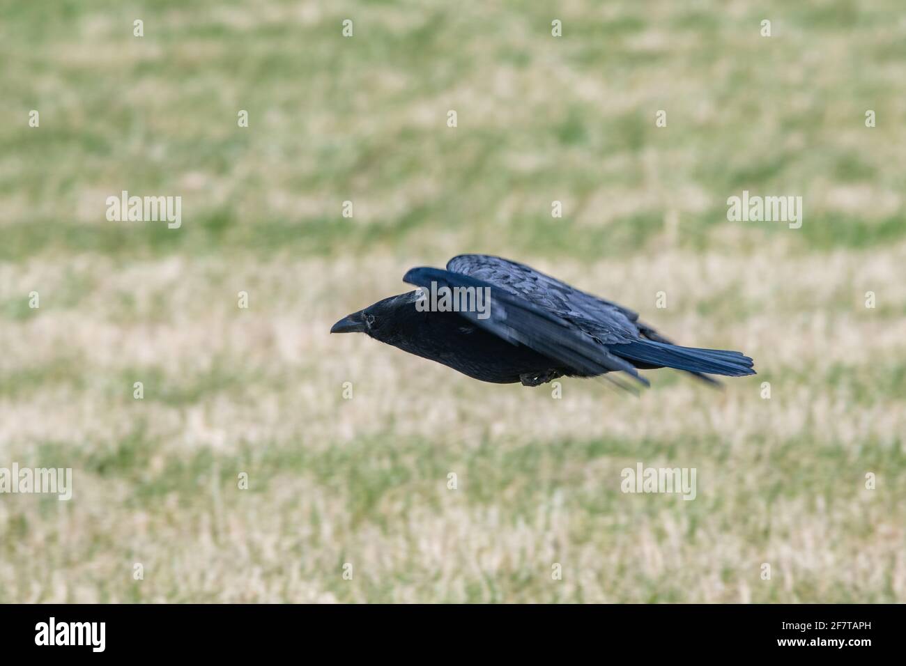 Carrion crow (Corvus corone) on grass Stock Photo