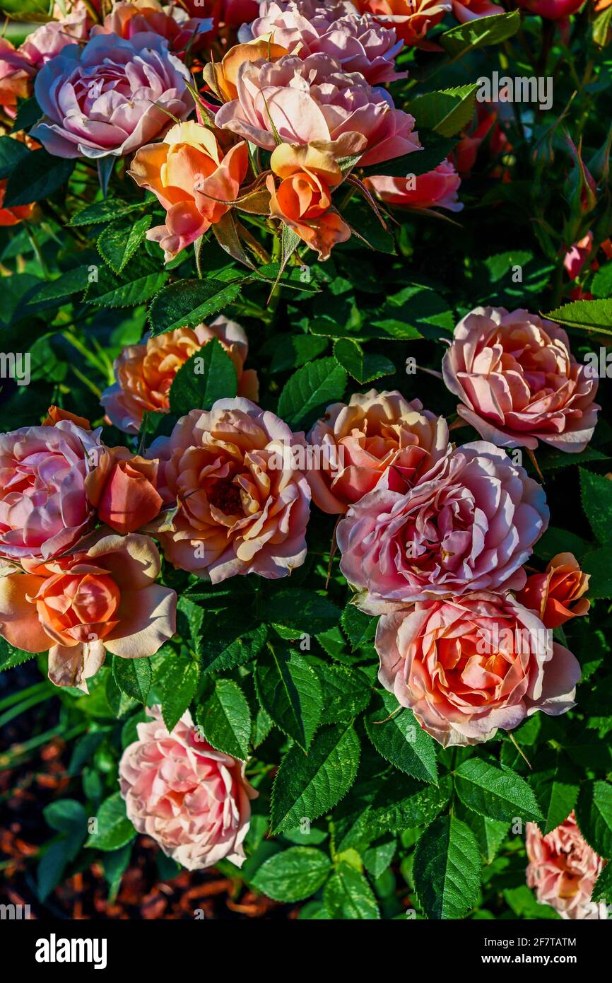 Pink rose bush in bloom Stock Photo Alamy