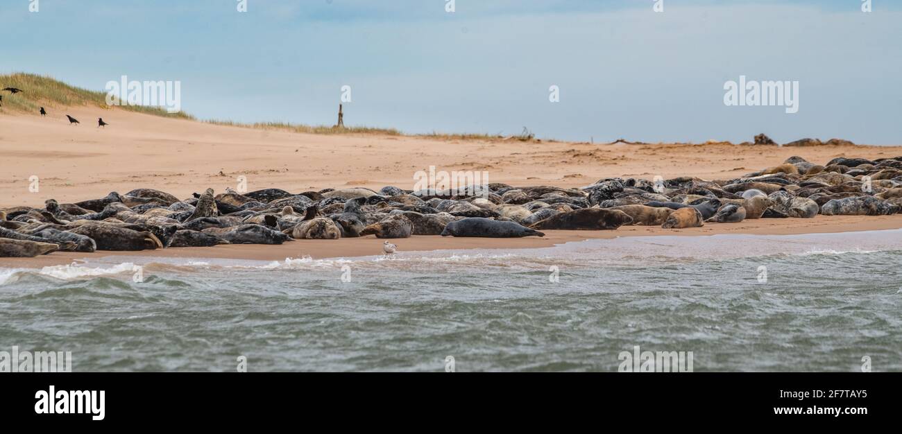 Grey Seals, (Halichoerus grypus), Newburgh Beach, Aberdeenshire