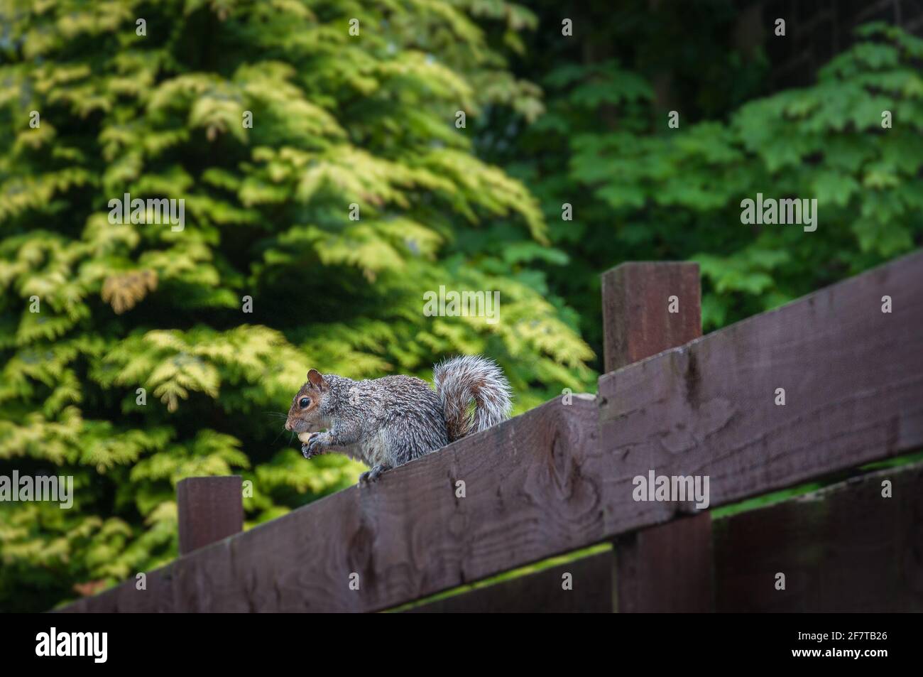 Squirrel on a fence eating a peanut, Scotland. Concept animal life
