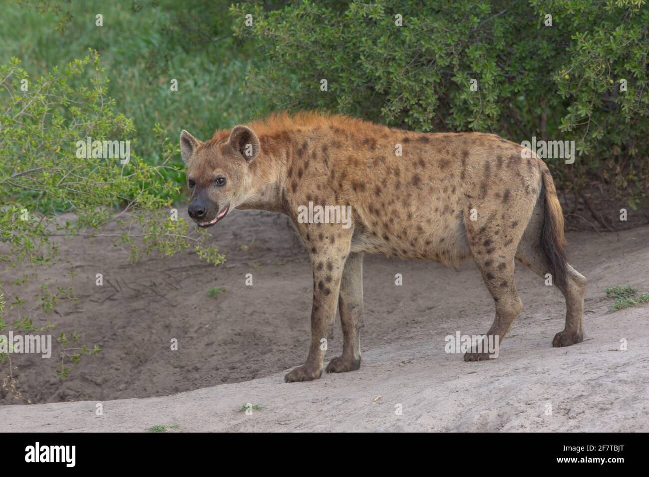 Spotted Hyaena (Crocuta crocuta). Adult. Profile. Approaching entrance to below ground den. Stock Photo