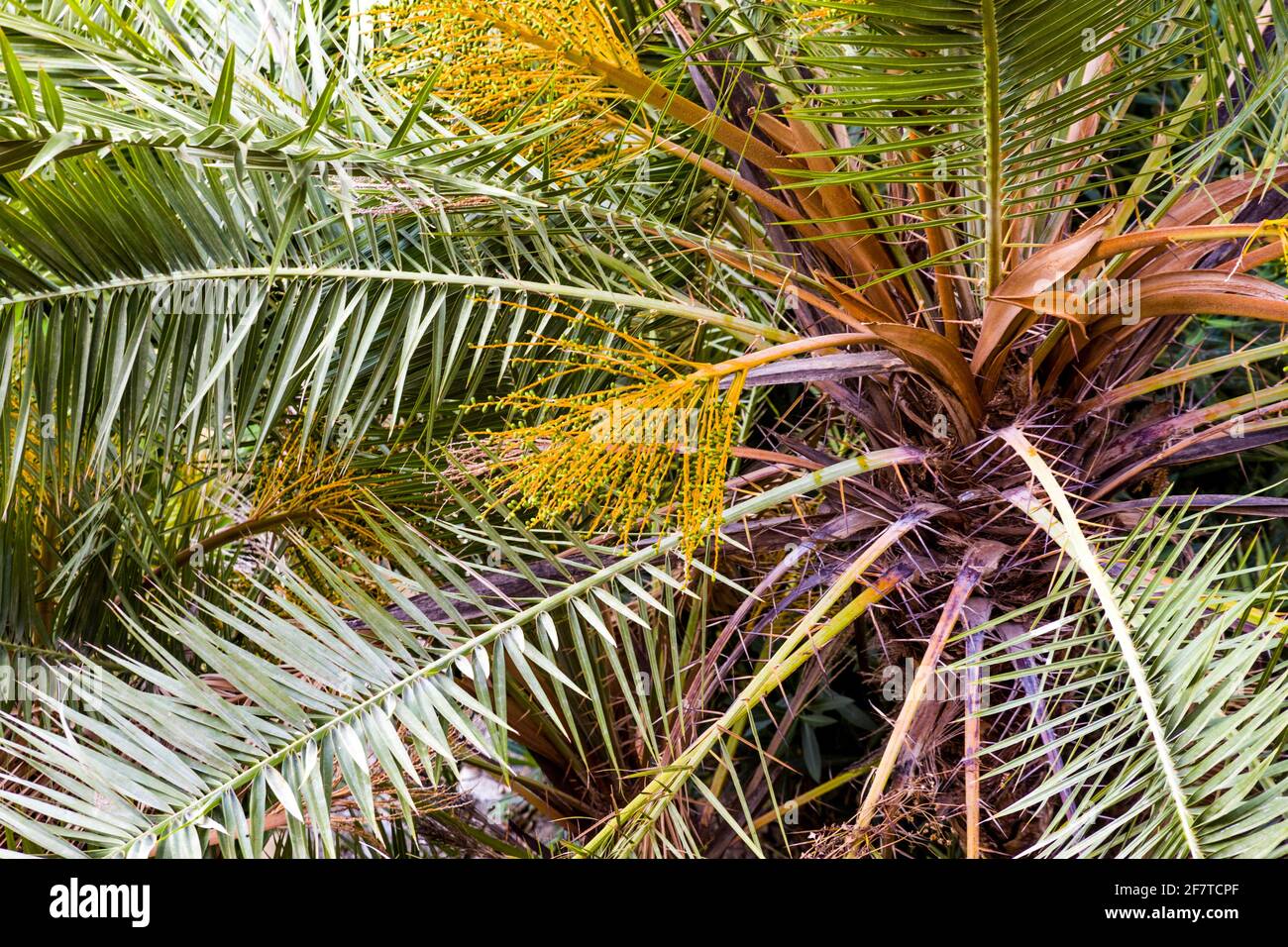 Close-up of the leaves and trunk of a palm tree on a sunny day Stock Photo