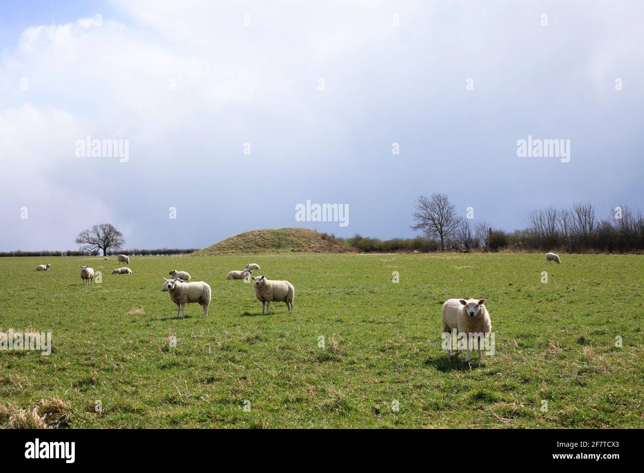 Duggleby Howe bronze age barrow burial mound Yorkshire UK with sheep looking at camera Stock Photo