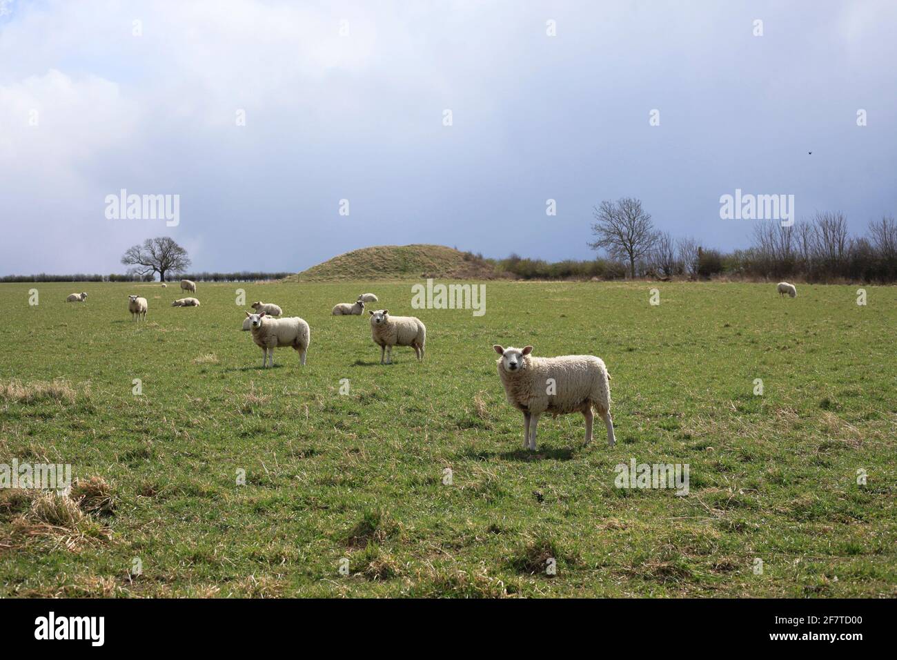 Duggleby Howe bronze age barrow burial mound Yorkshire UK with sheep looking at camera Stock Photo