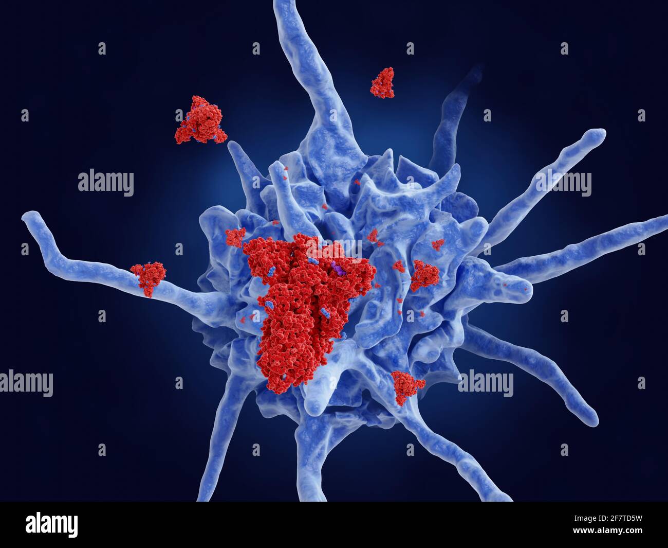 Dendritic cell processing Covid-19 protein, illustration Stock Photo