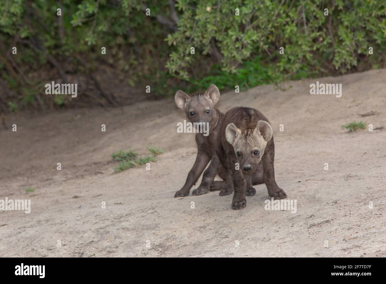 Spotted Hyaena, Hyena (Crocuta crocuta). Two sibling cubs or pups, juvenile young of the same age, from the same mother. Den communally. Outside their Stock Photo