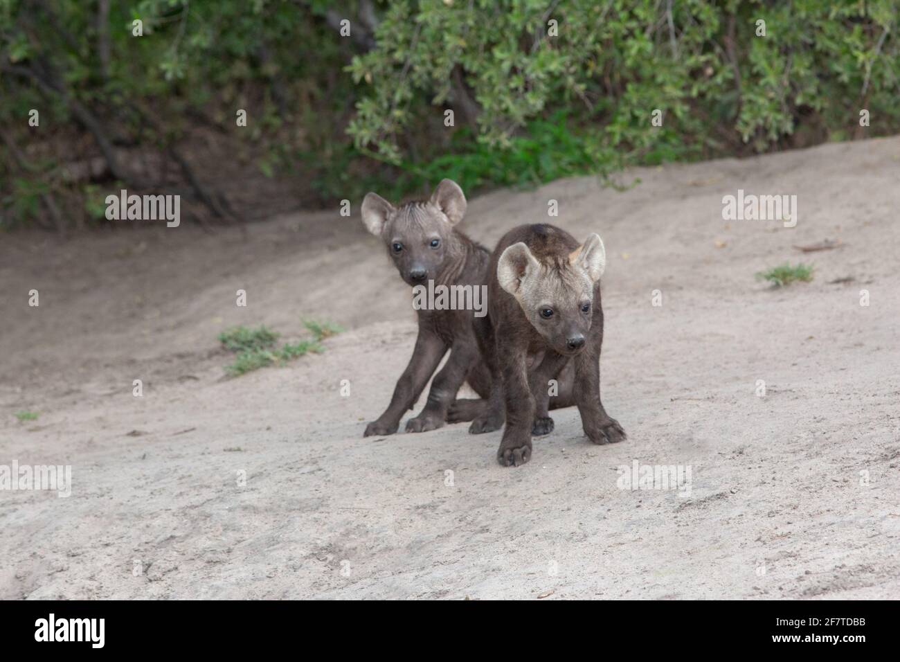 Spotted Hyaena, Hyena (Crocuta crocuta). Two sibling cubs or pups, juvenile young of the same age, from the same mother. Den communally. Stock Photo