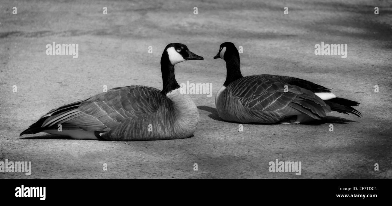 Canada Goose Calgary Zoo AB Stock Photo - Alamy