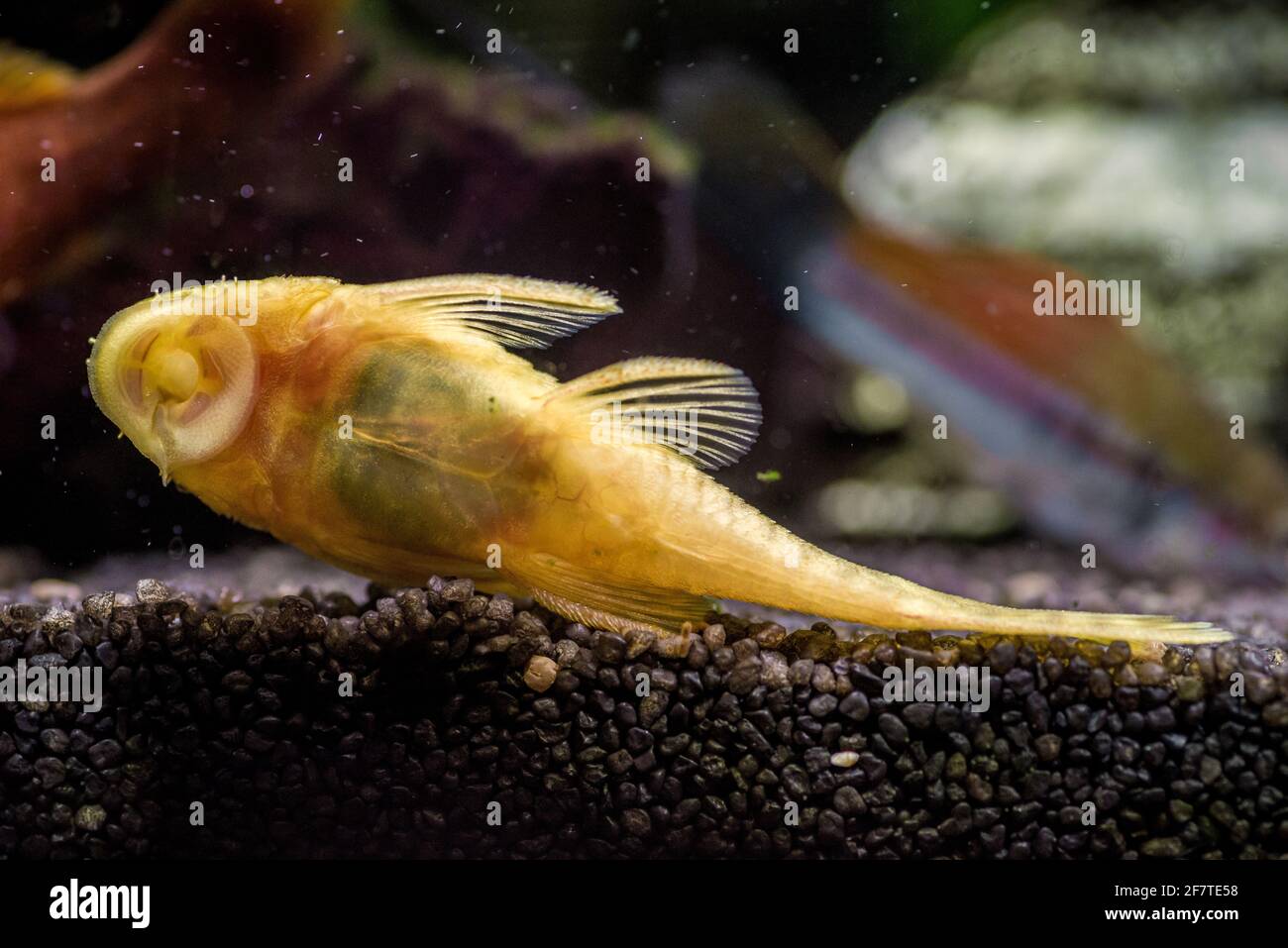 Closeup shot of a Gold Ancistrus albino in a freshwater aquarium Stock Photo