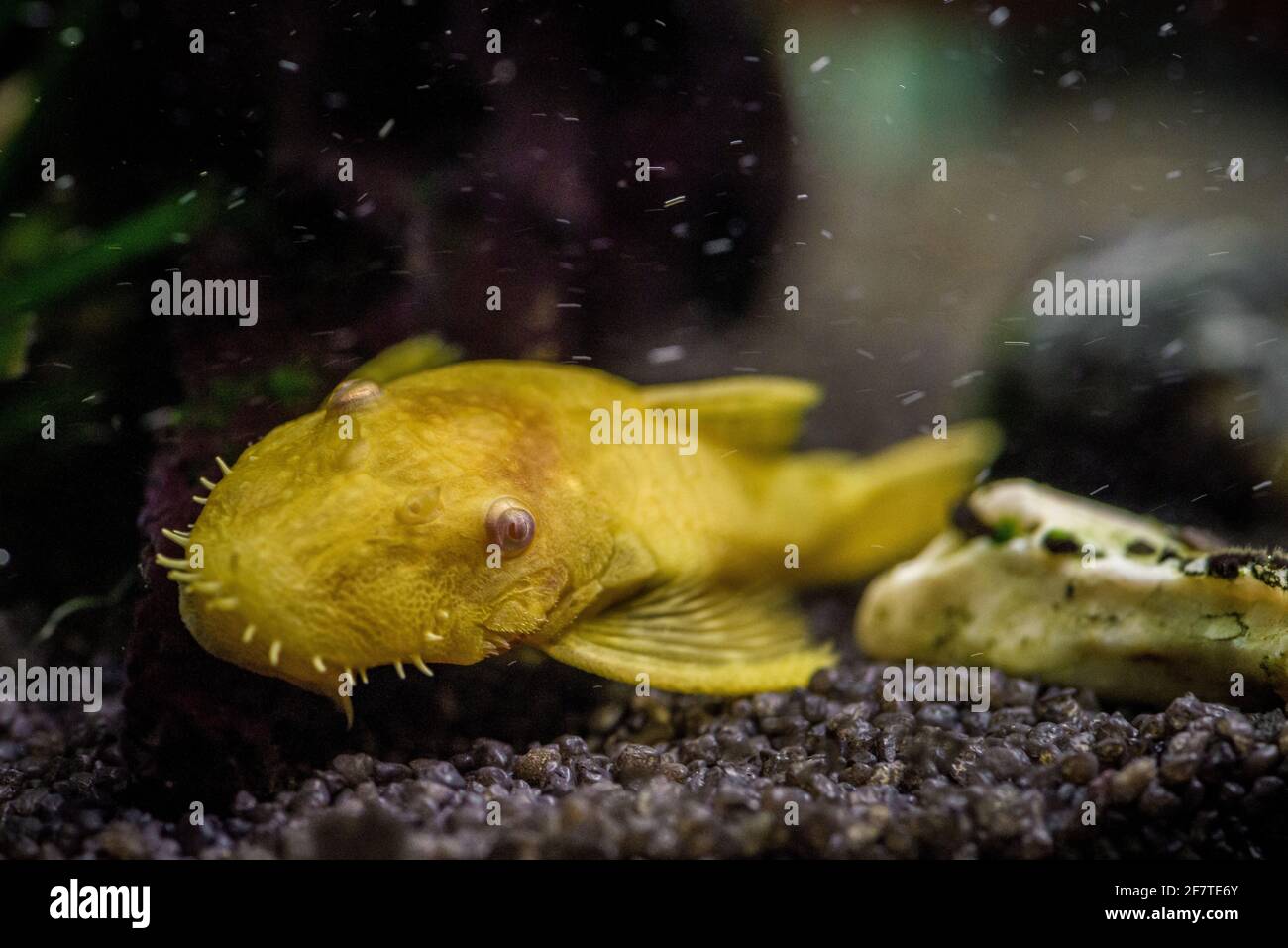 Closeup shot of a Gold Ancistrus albino in a freshwater aquarium Stock Photo