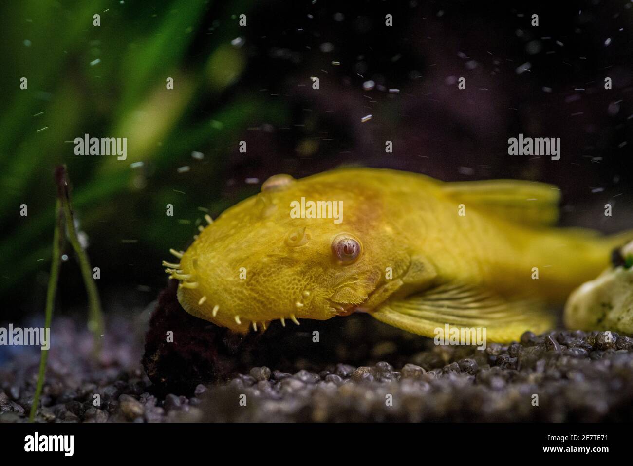 Closeup shot of a Gold Ancistrus albino in a freshwater aquarium Stock Photo