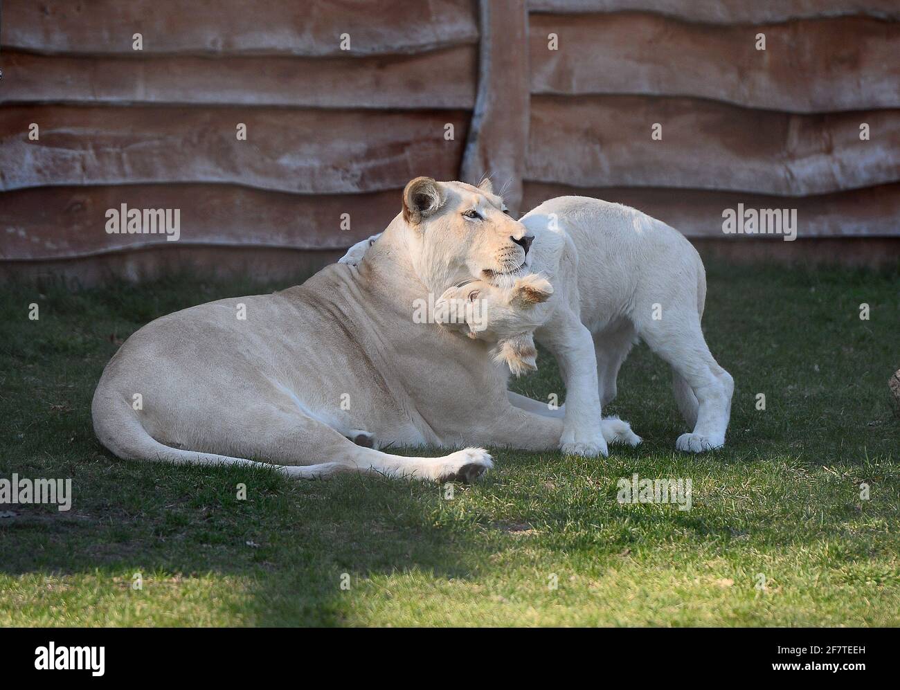 Young White Lions are playing with their parents Stock Photo Alamy