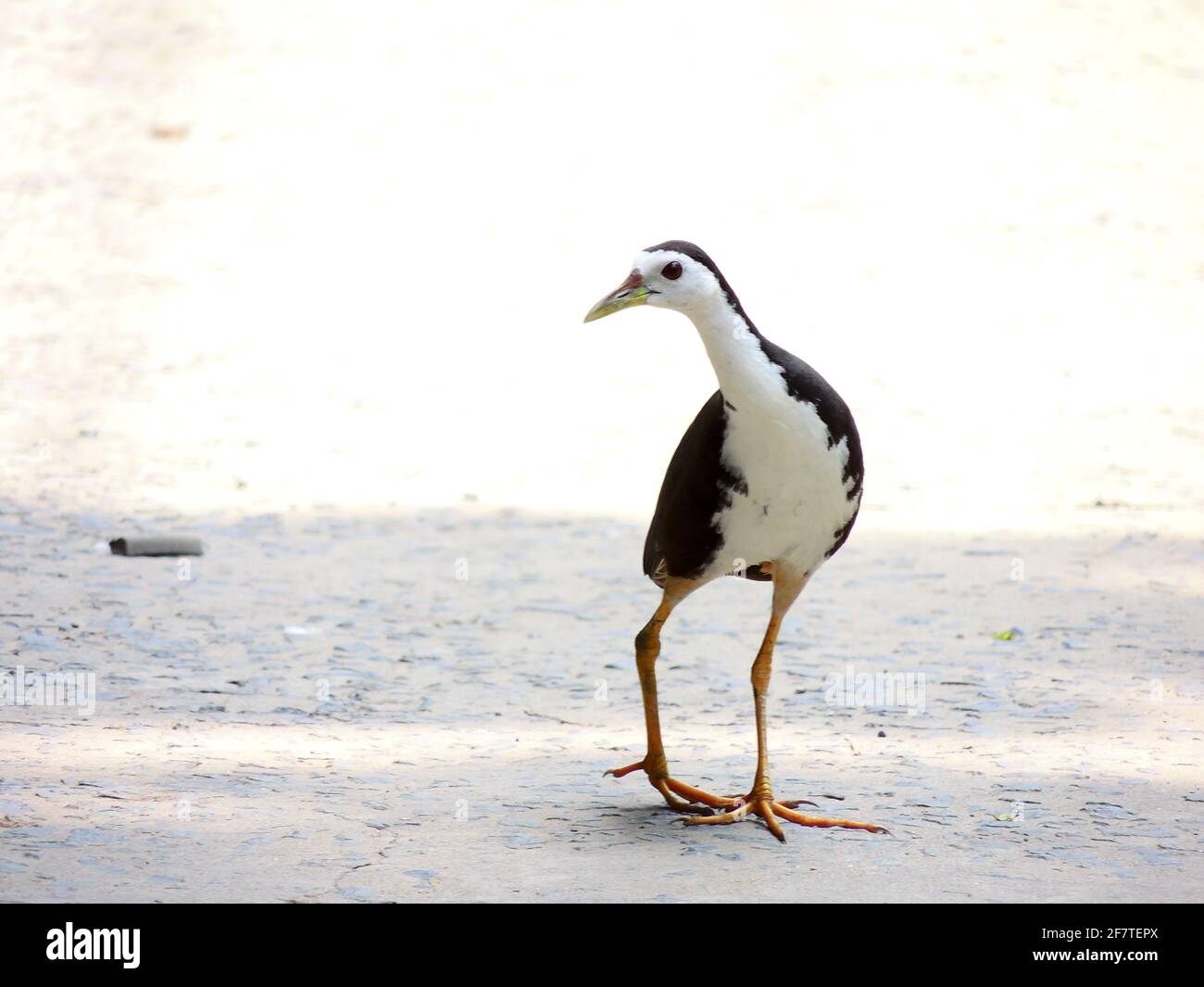 Closeup shot of an Amaurornis Phoenicurus bird outdoors under the
