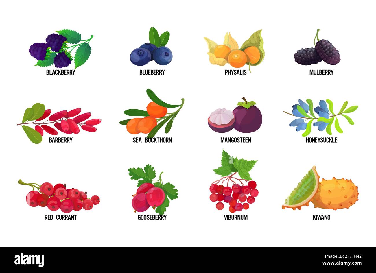 Fruits berries names Stock Vector Images Alamy