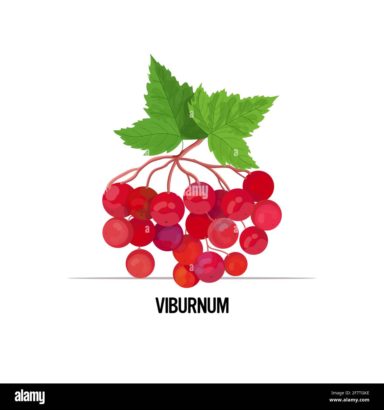Concept art viburnum Stock Vector Images Alamy