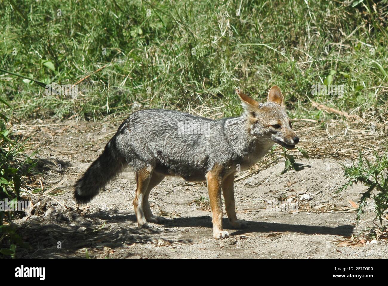 Culpeo (Lycalopex culpaeus). Merlo, San Luis, Argentina Stock Photo