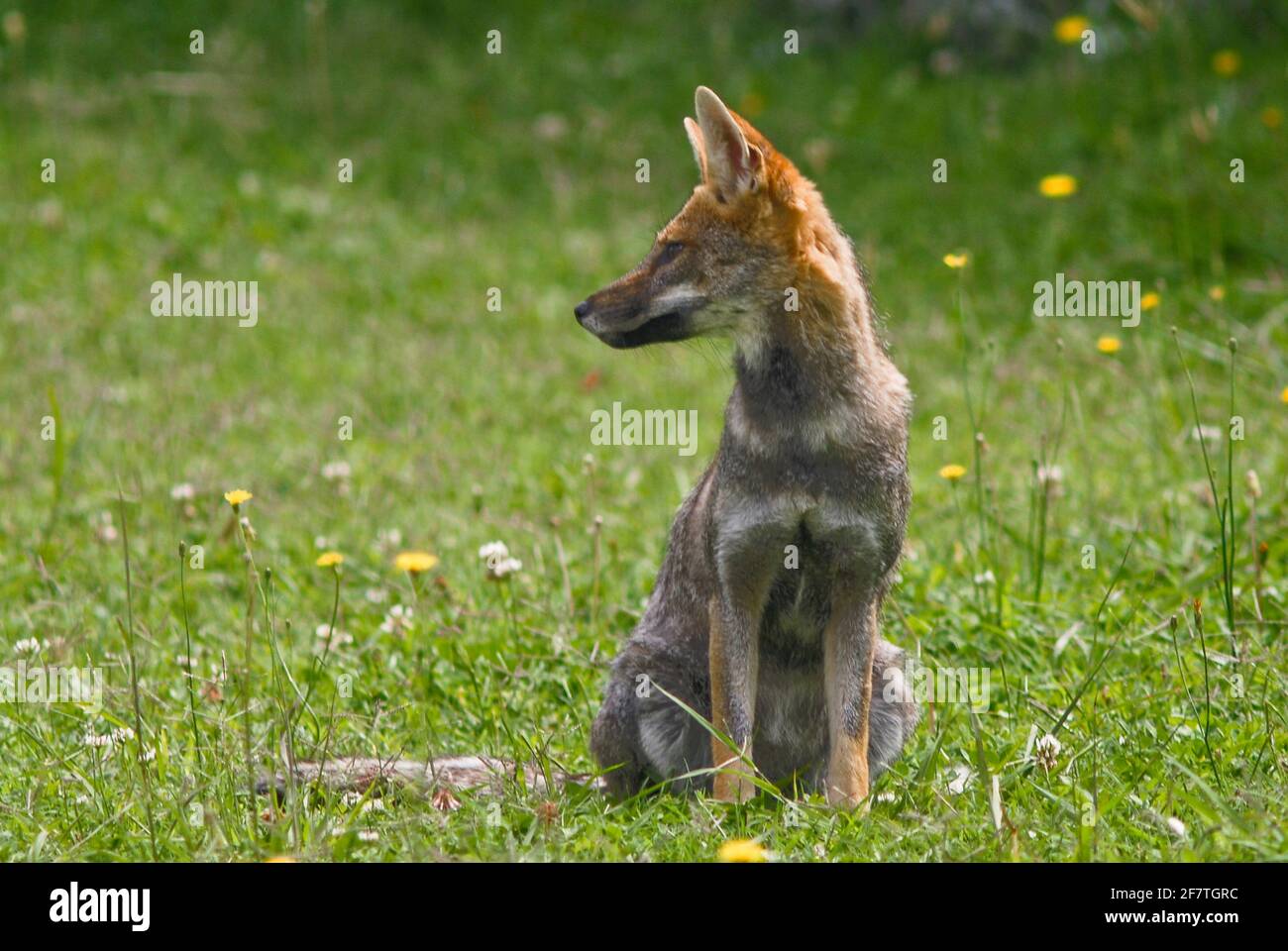 Culpeo (Lycalopex culpaeus). Merlo, San Luis, Argentina Stock Photo