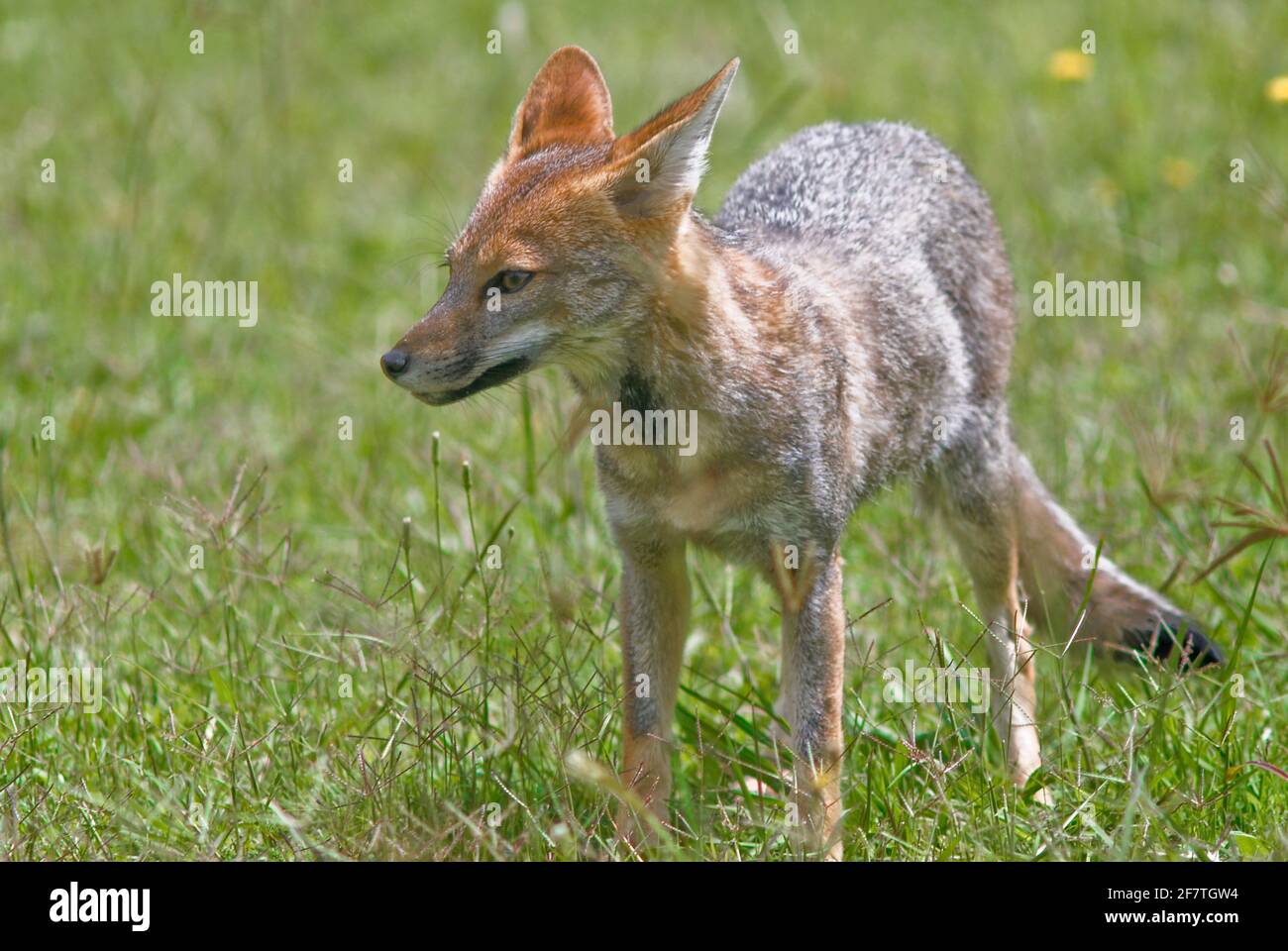 Culpeo (Lycalopex culpaeus). Merlo, San Luis, Argentina Stock Photo