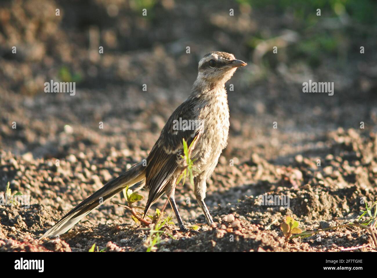 New World gray sparrow. Merlo, San Luis, Argentina Stock Photo