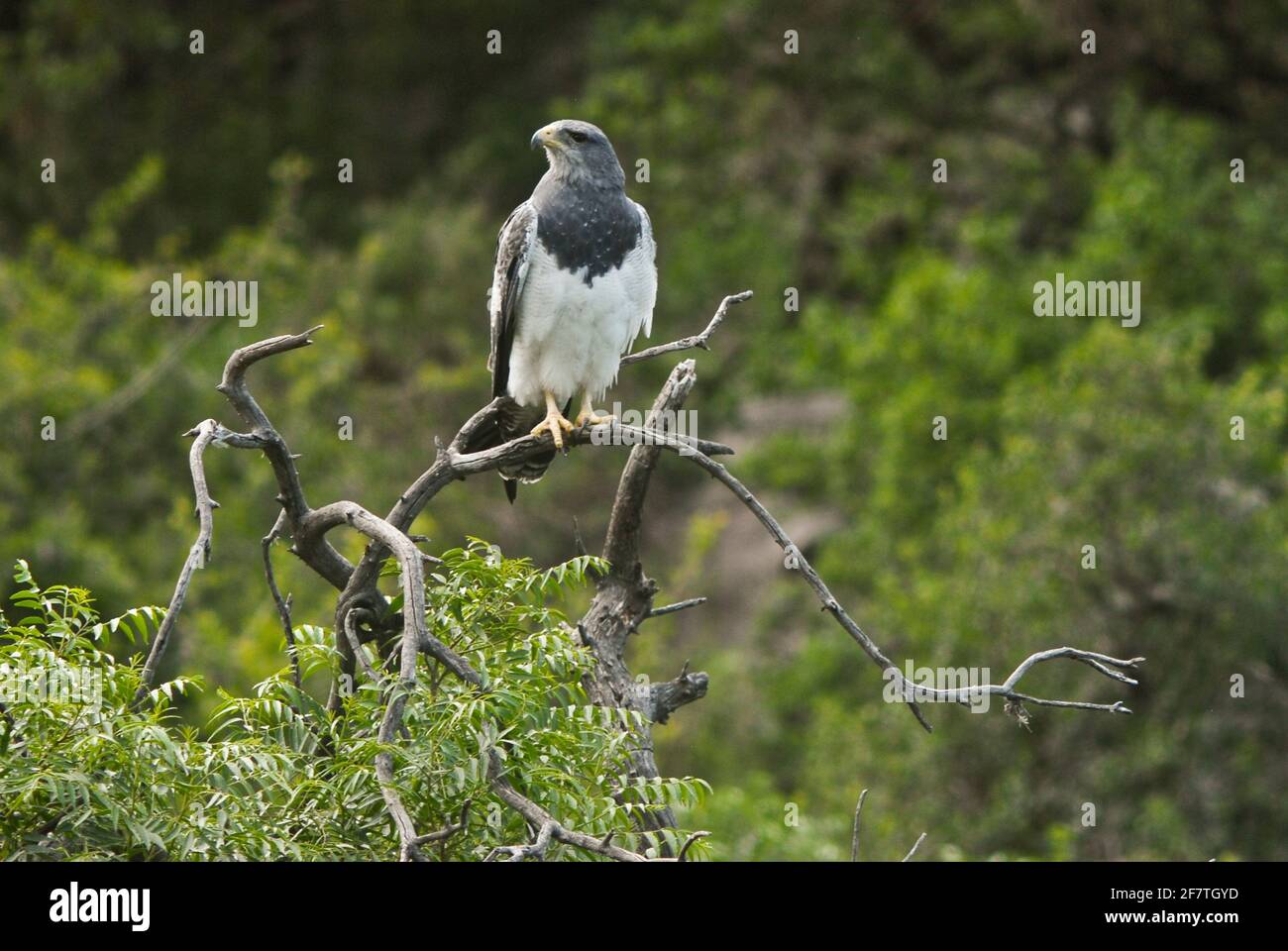 Black-chested buzzard-eagle (Geranoaetus melanoleucus). Merlo, San Luis, Argentina Stock Photo