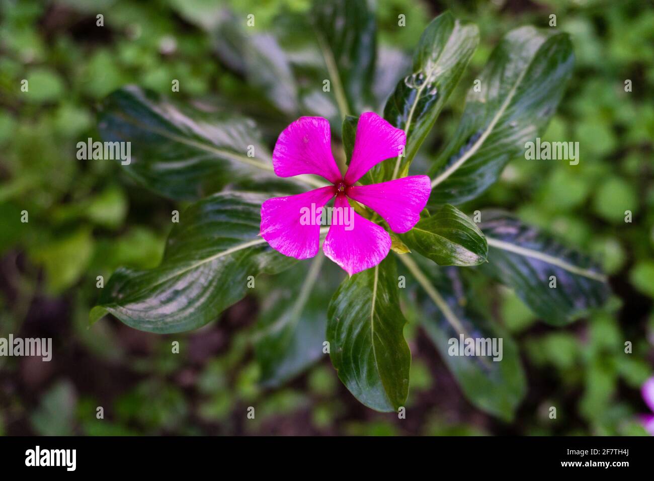 Madagascar Periwinkle, Catharanthus roseus, commonly known as bright eyes,is a species of flowering plant in the family Apocynaceae. Stock Photo