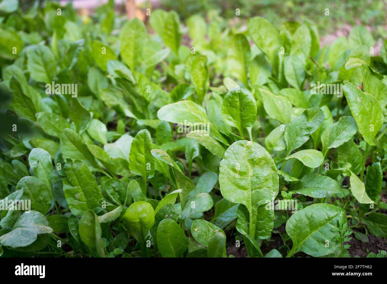 Spinach growing in a home garden in India. Spinach (Spinacia oleracea