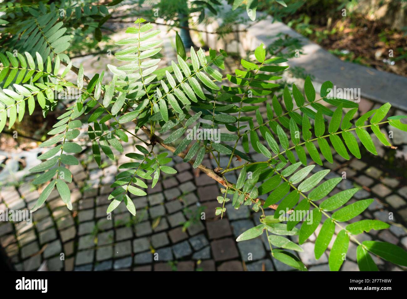 Albizia Coriaria Is A Deciduous Tree With A Heavily Branched Spreading Albizia Coriaria Is A Deciduous Tree With A Heavily Branched Spreading