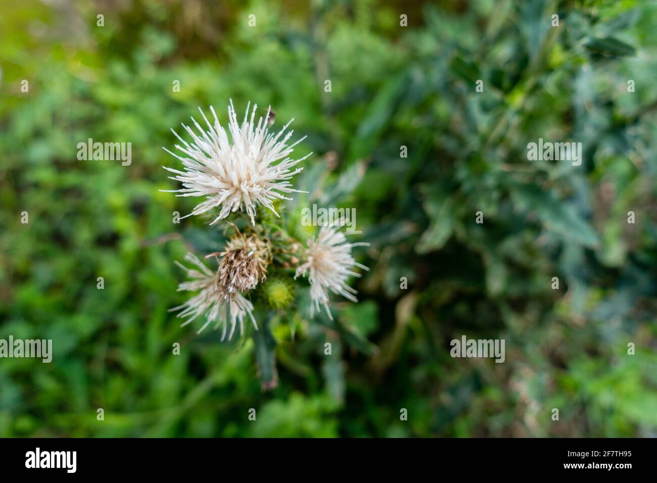 Cirsium cymosum is a North American species of thistle known by the common name peregrine thistle. It is native to the western United States.Cirsium c Stock Photo