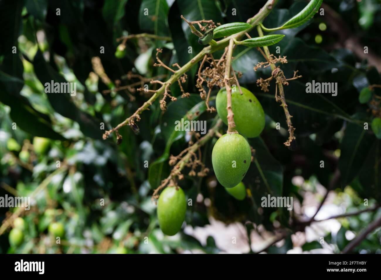 A close up shot of a raw mango hanging on a tree .Mangifera indica commonly known as mango. A shot of fruit bearing tree with small mangoes and its fl Stock Photo