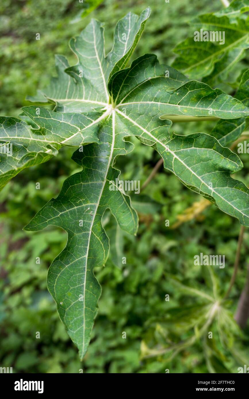 palmately lobed leaf