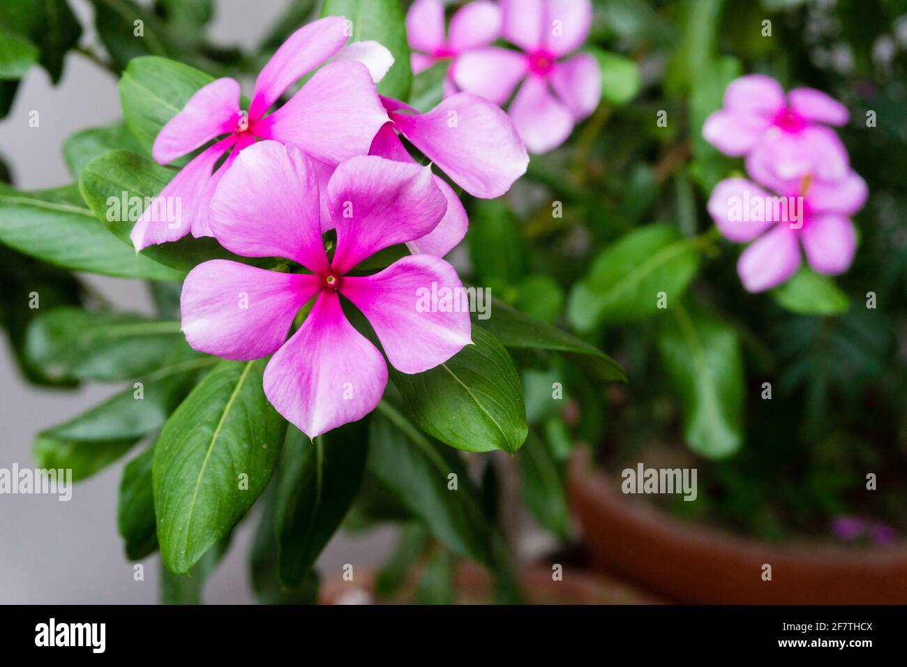 Madagascar Periwinkle, Catharanthus roseus, commonly known as bright eyes,is a species of flowering plant in the family Apocynaceae. Stock Photo