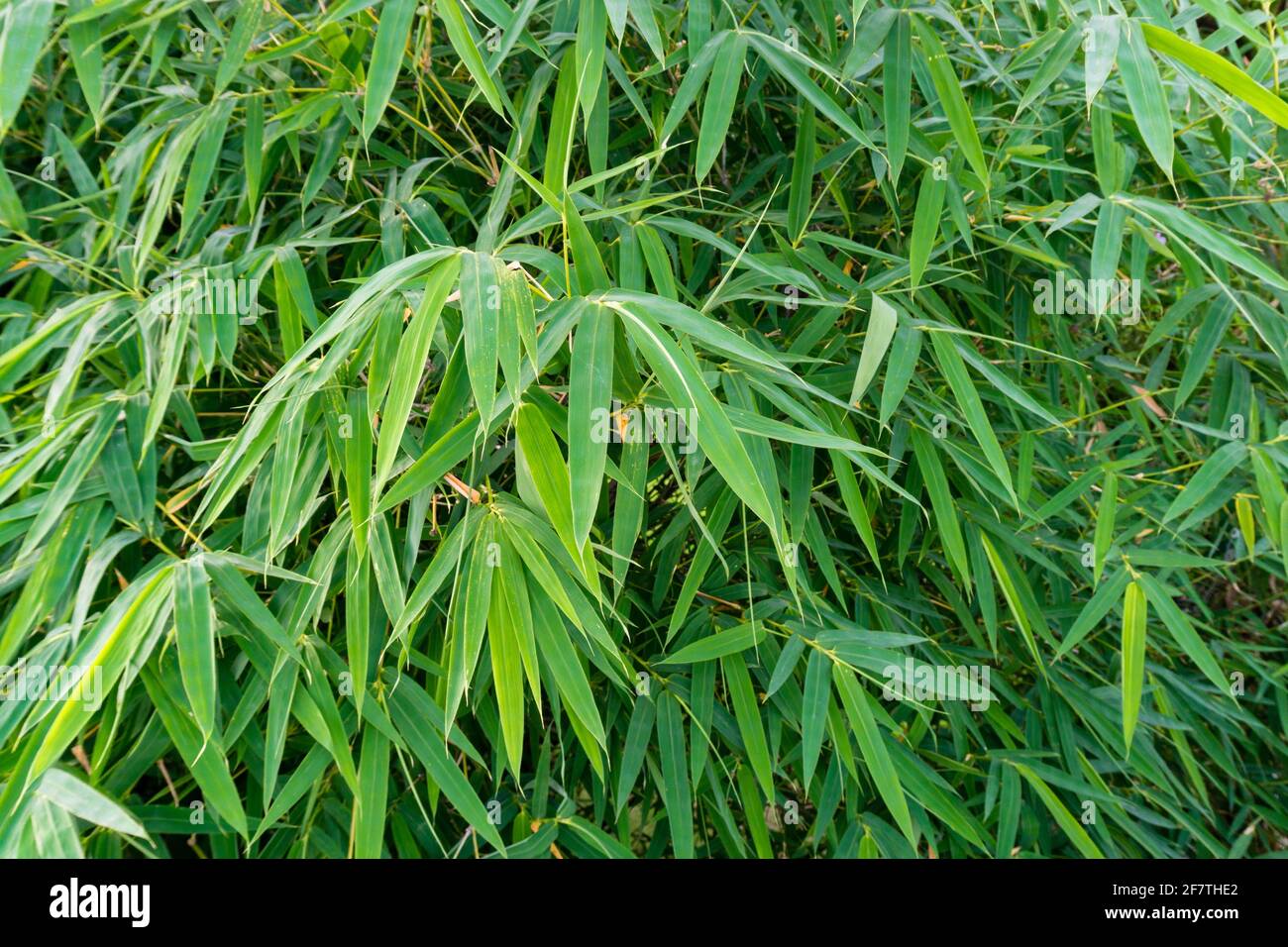 Bamboo Leaves. Bambusa tulda, or Indian timber bamboo, is considered to be one of the most useful of bamboo species. It is native to the Indian subcon Stock Photo