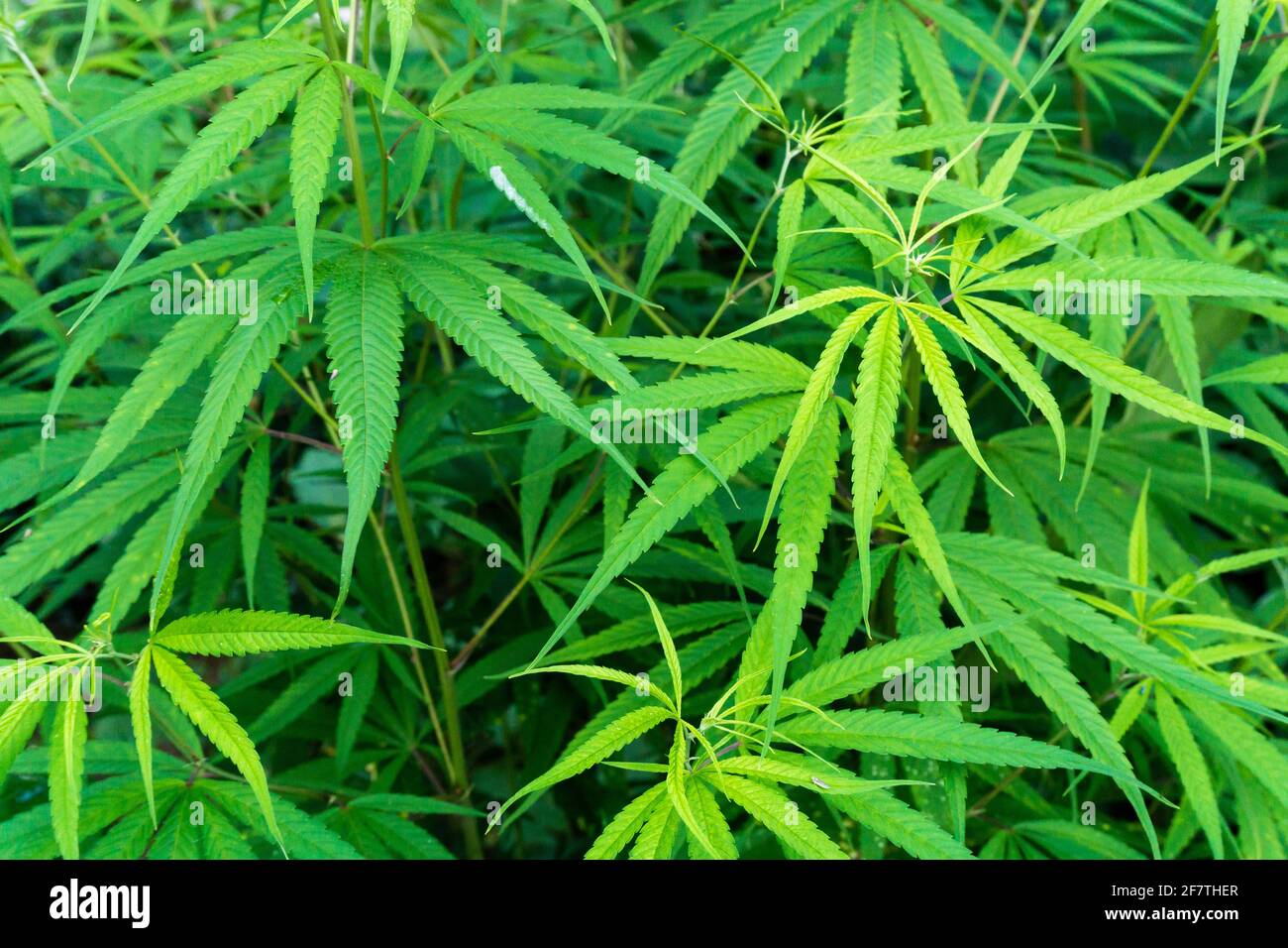 A close up shot of cannabis leaves and bud. Stock Photo