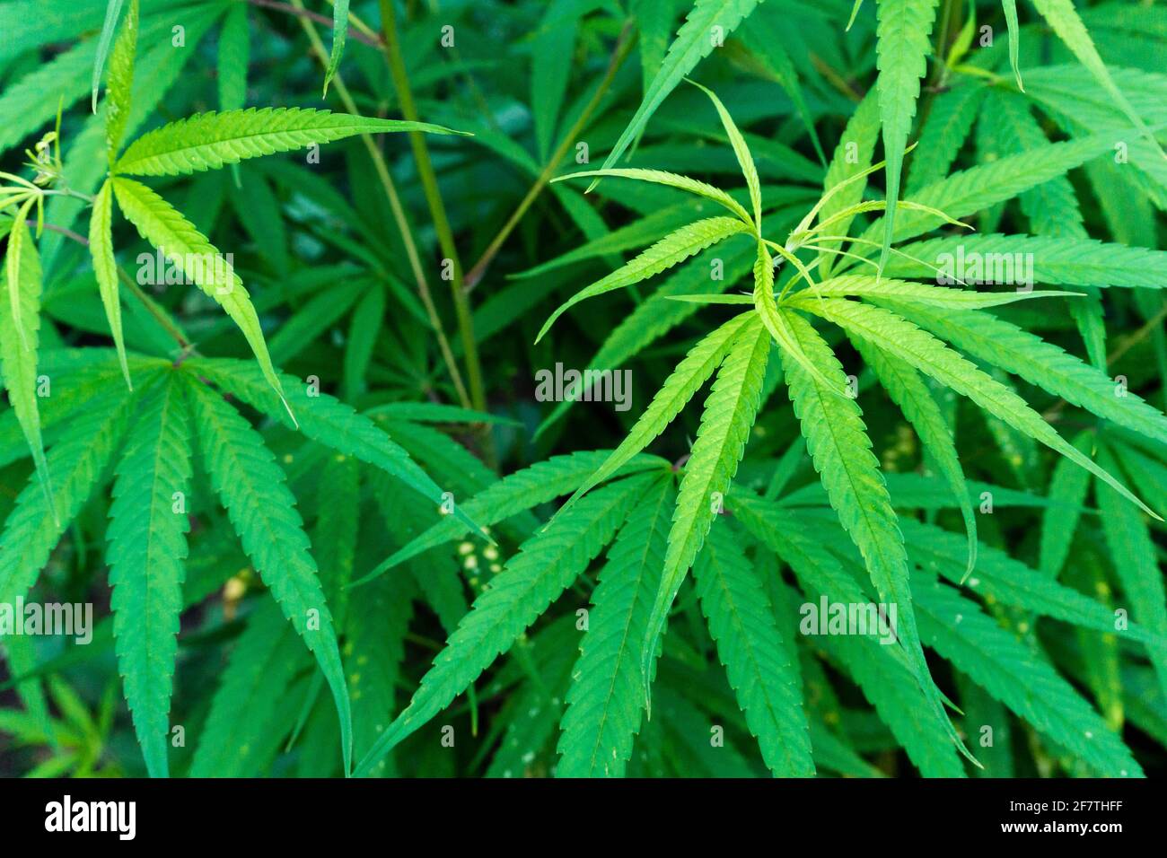 A close up shot of cannabis leaves and bud. Stock Photo
