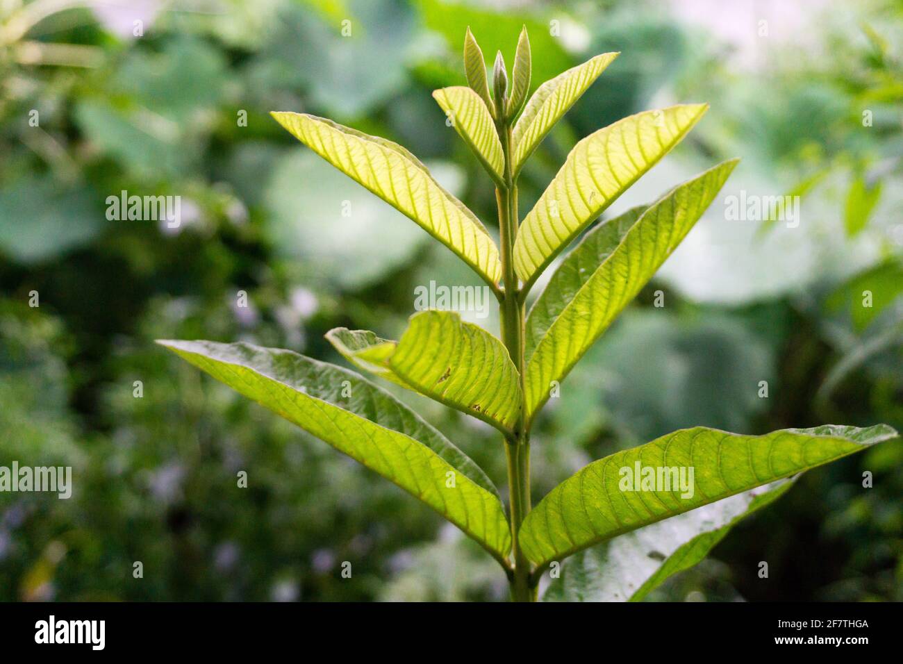 Stem of guava plant hi-res stock photography and images - Alamy