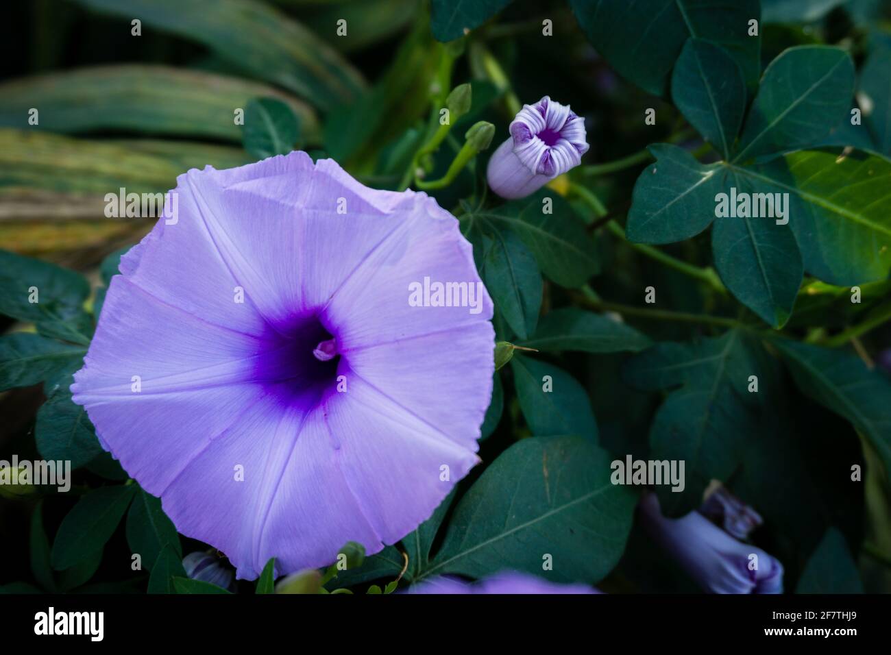 Ipomoea cairica is a vining, herbaceous, perennial plant with palmate leaves and large, showy white to lavender flowers. A species of morning glory, i Stock Photo
