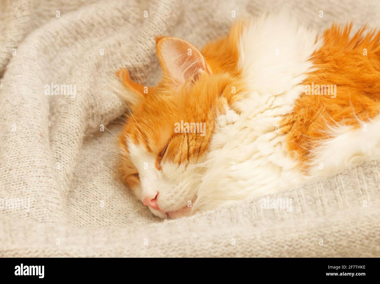 Pretty adult red cat sleeps comfortably under grey home blanket Stock Photo