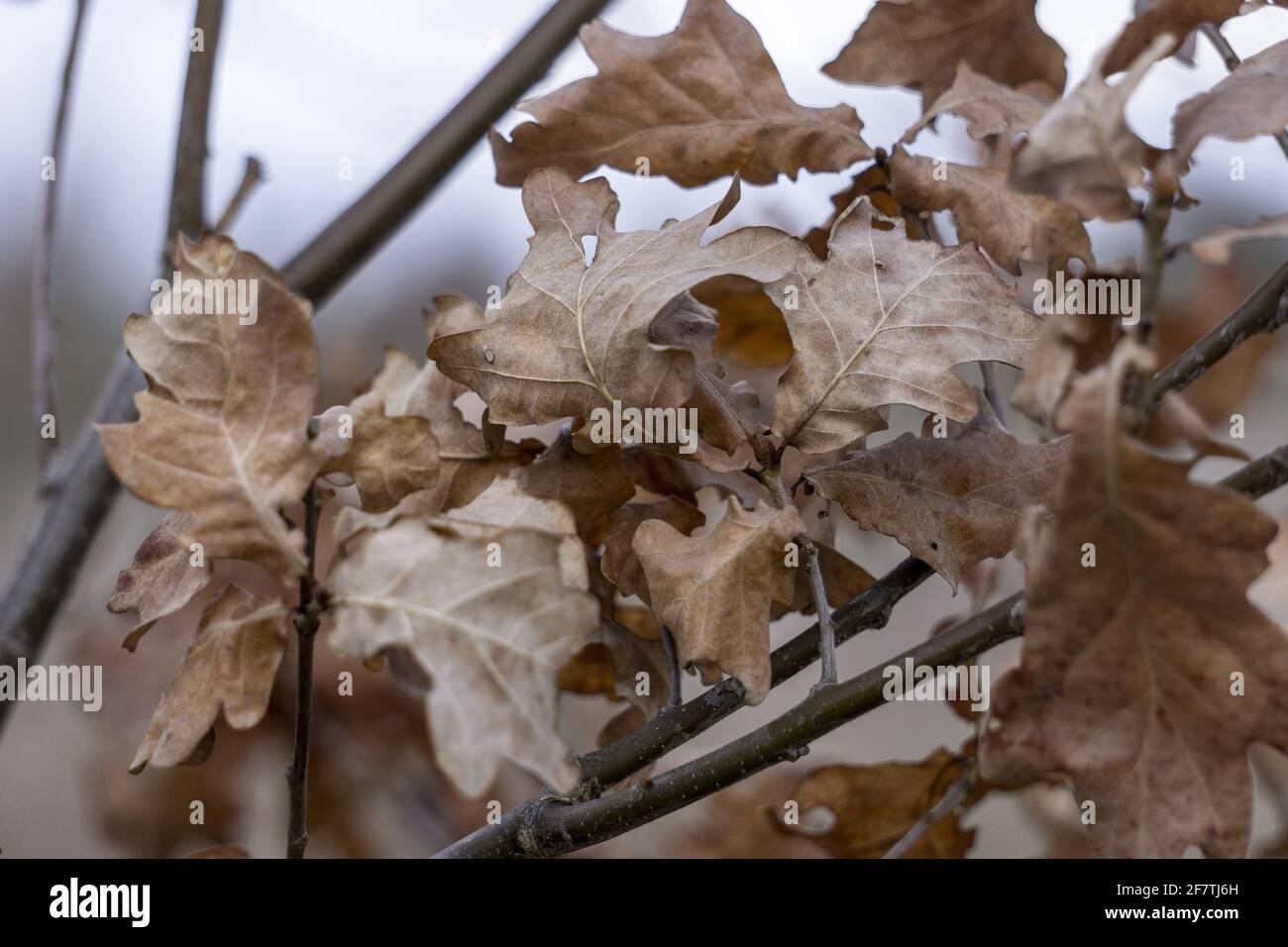 Closeup shot of dried leaves on a tree branch Stock Photo - Alamy