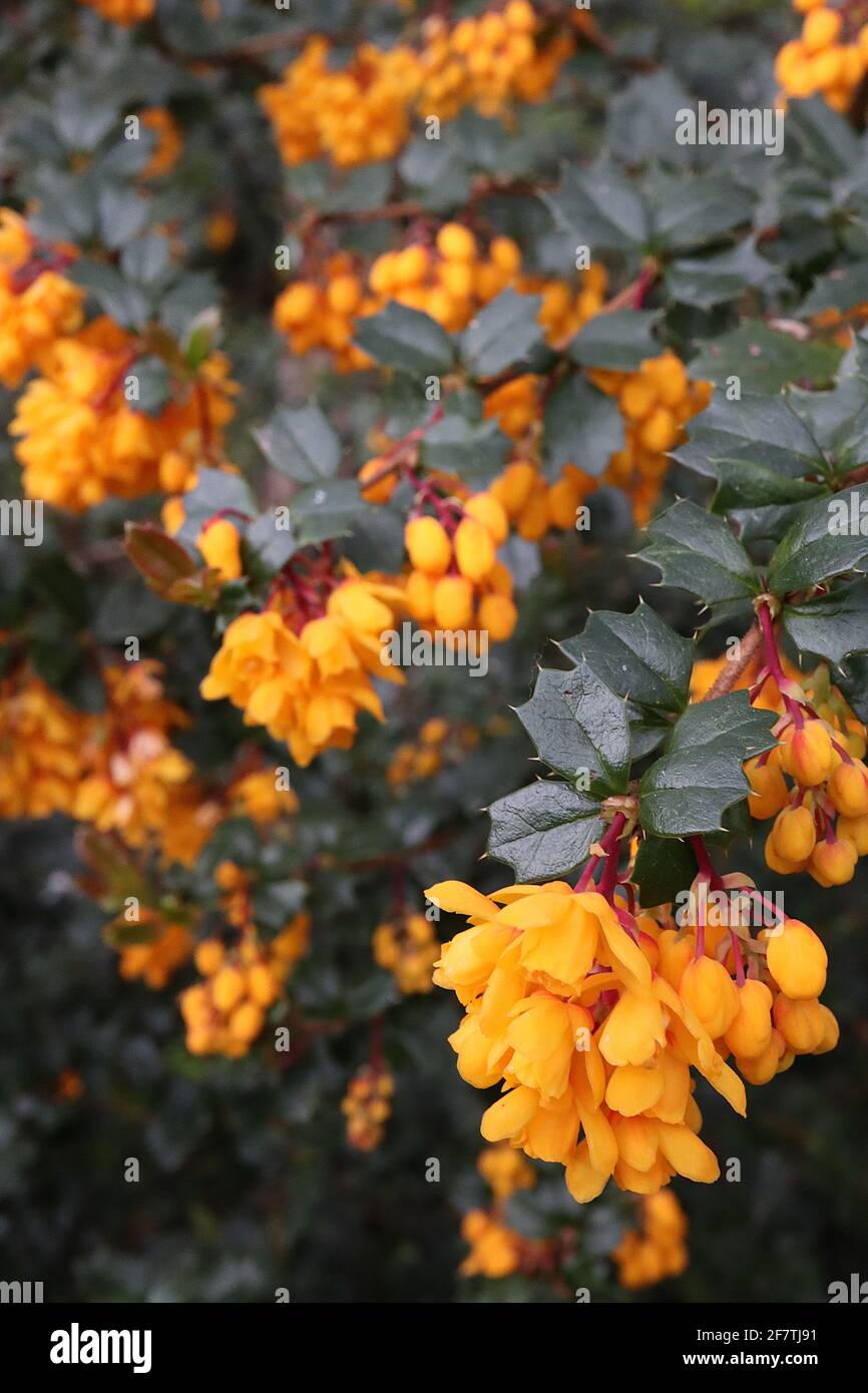 Berberis darwinii ‘Nana’ Darwin’s barberry – clusters of small-bell-shaped orange flowers and pistils,  April, England, UK Stock Photo