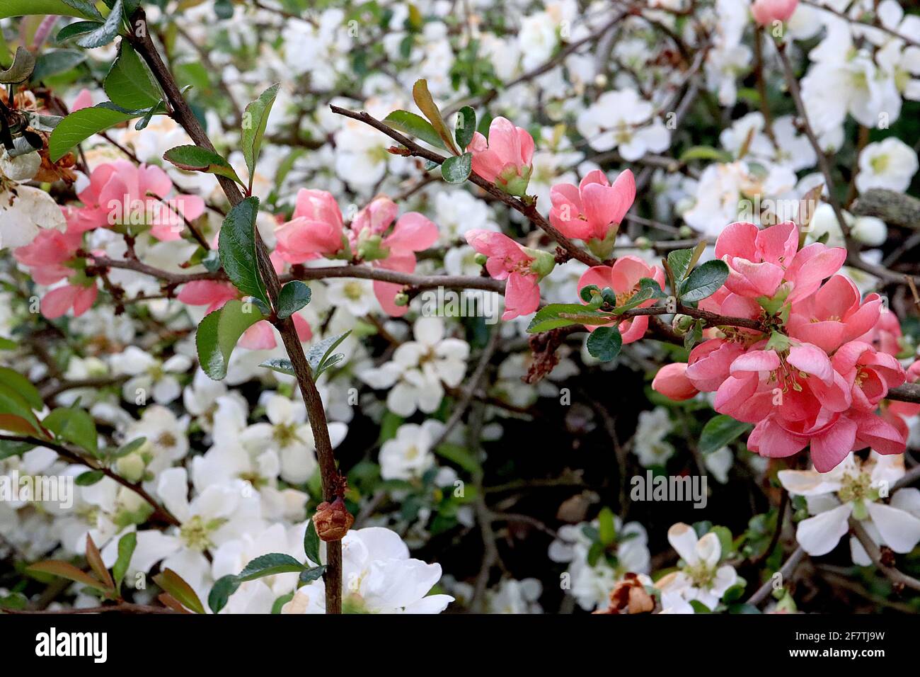 Chaenomeles speciosa ‘Eximia’ Japanese flowering quince Eximia – coral pink flowers and small ovate leaves,  April, England, UK Stock Photo