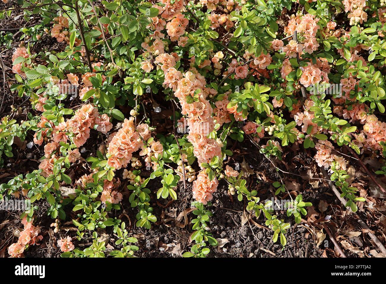 Japanese flowering quince double take peach hires stock photography